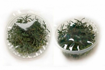 Selos de plástico pré-cortados